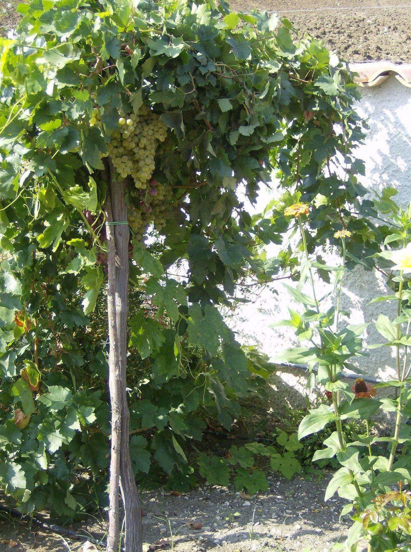 Casale Margherita Cammarata Bagian luar foto